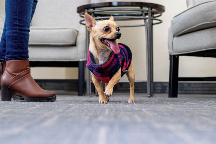 Pet Friendly 37 of 77