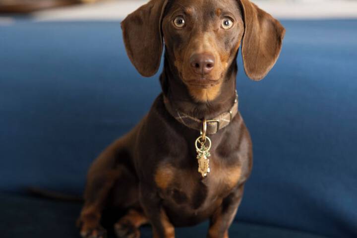 Pet Friendly 38 of 53