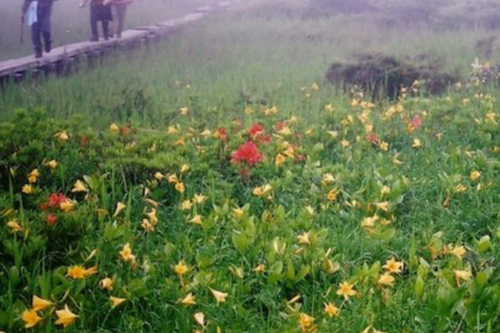 * [Sightseeing around] Trekking on Oguninuma Marsh, a famous place for Nikko Kisuge