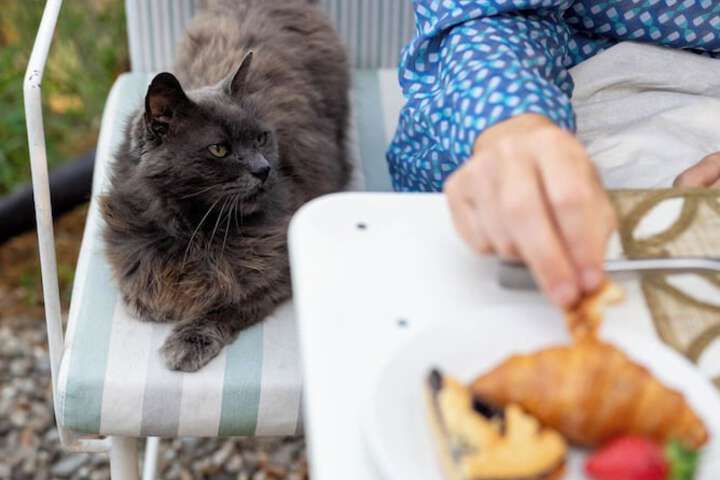 Pet Friendly 64 of 115