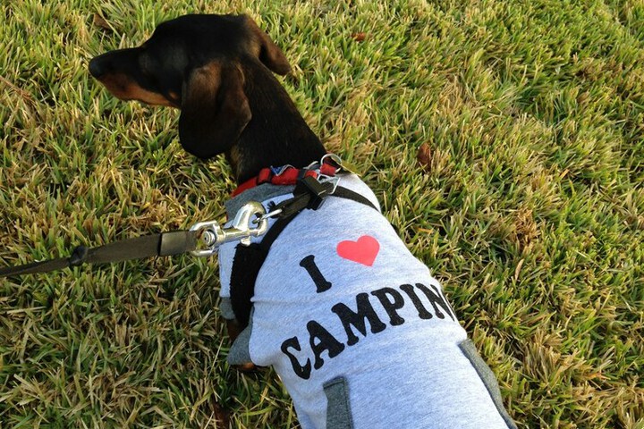 Pet Friendly 105 of 115
