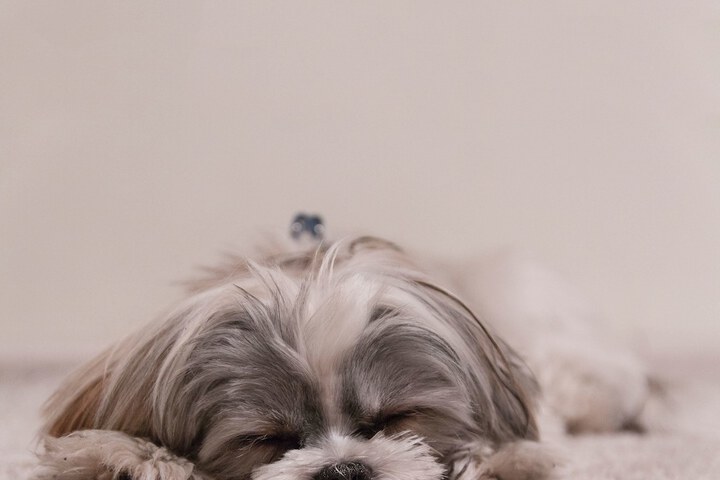 Pet Friendly 61 of 104