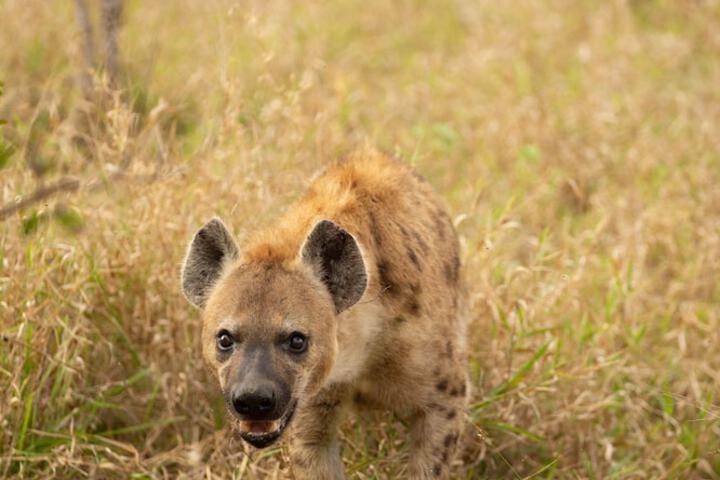 Game viewing