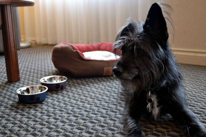 Pet-friendly