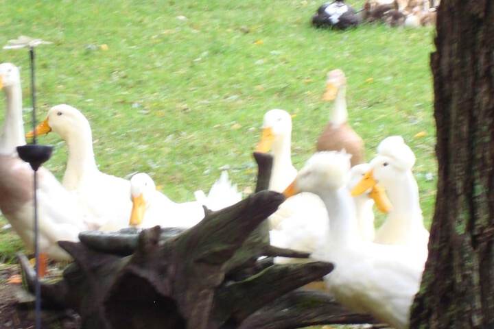 Property Grounds 19 of 40