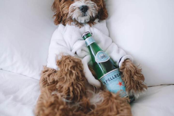 Pet-friendly
