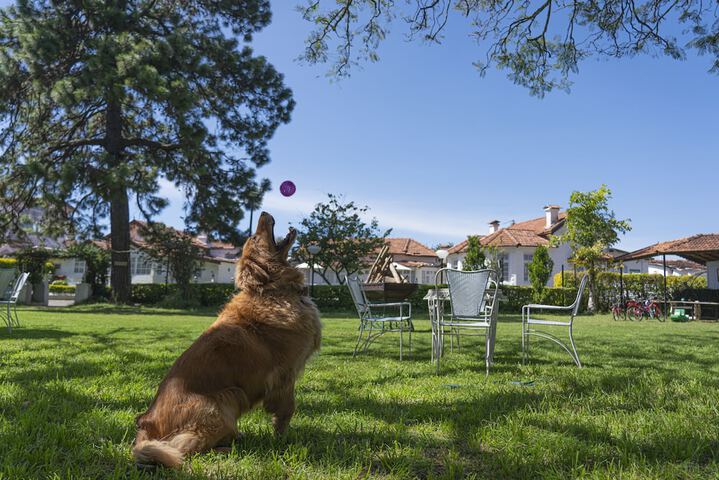 Pet Friendly 38 of 69