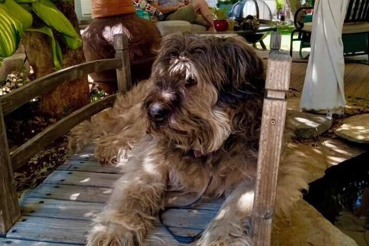 Pet Friendly 54 of 80