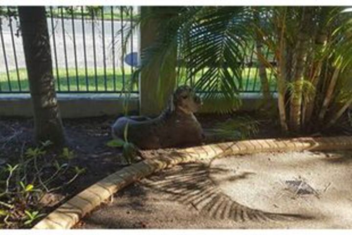 Pet Friendly 21 of 22