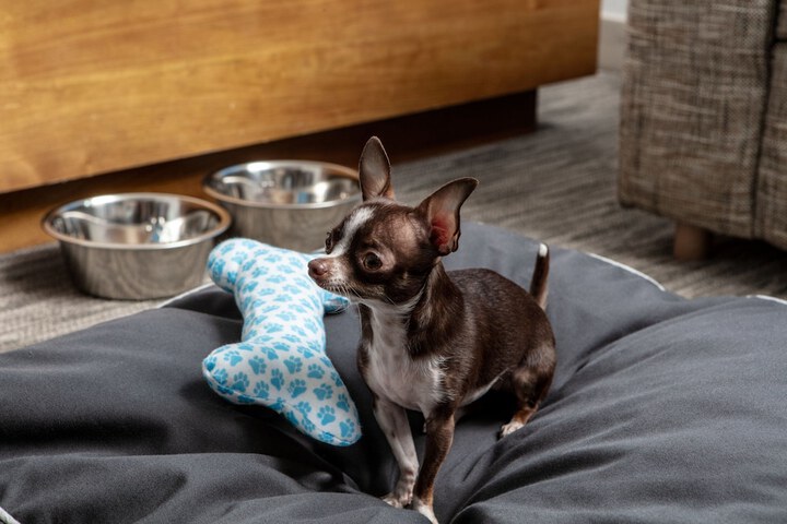 Pet-friendly