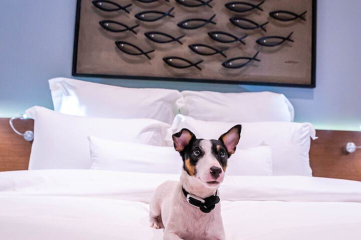 Pet Friendly 50 of 67