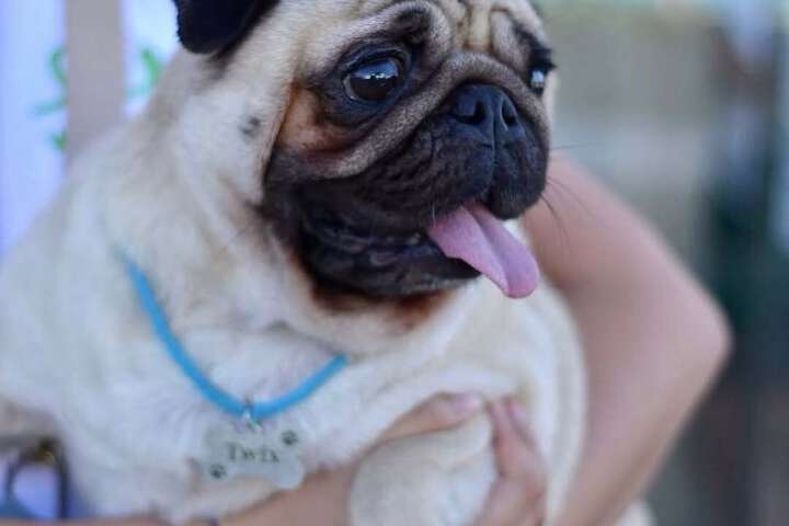 Pet Friendly 79 of 109