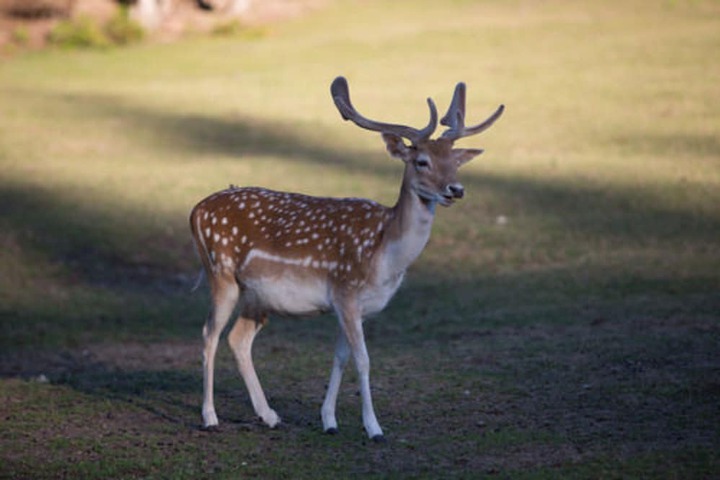 Property Grounds 50 of 58