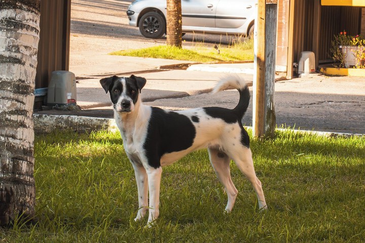 Pet Friendly 17 of 68