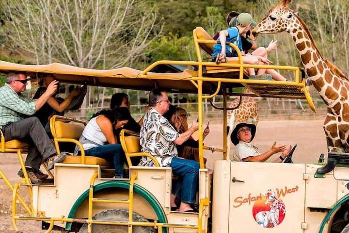 Safari