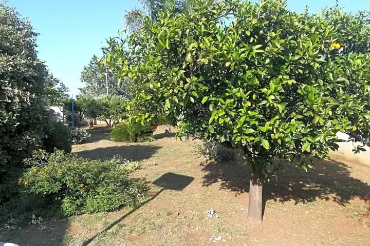 Photo of IL GIARDINO DEGLI ULIVI
