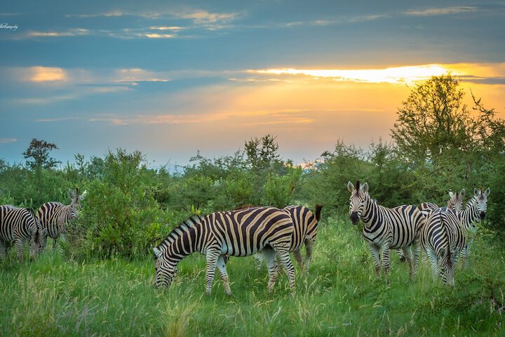 Game drive