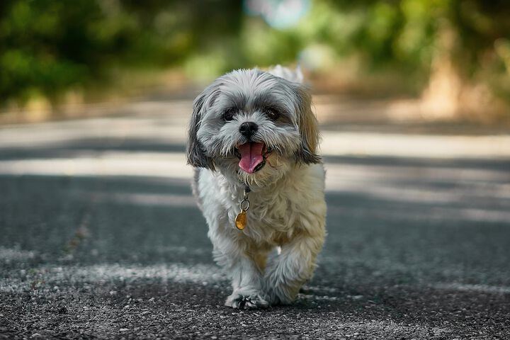 Pet-friendly