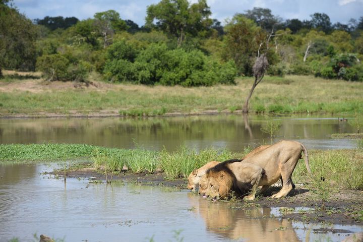 Game viewing