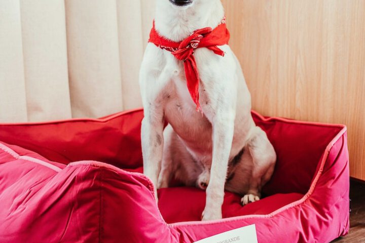 Pet Friendly 162 of 229