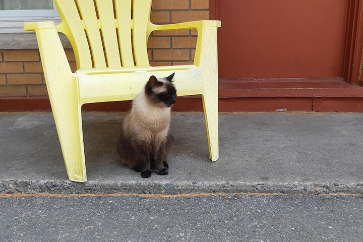 Pet Friendly 9 of 32