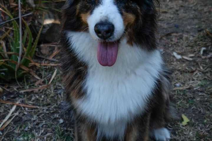 Pet Friendly 16 of 25