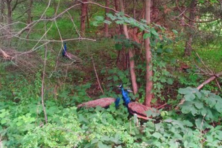 Property Grounds 29 of 37