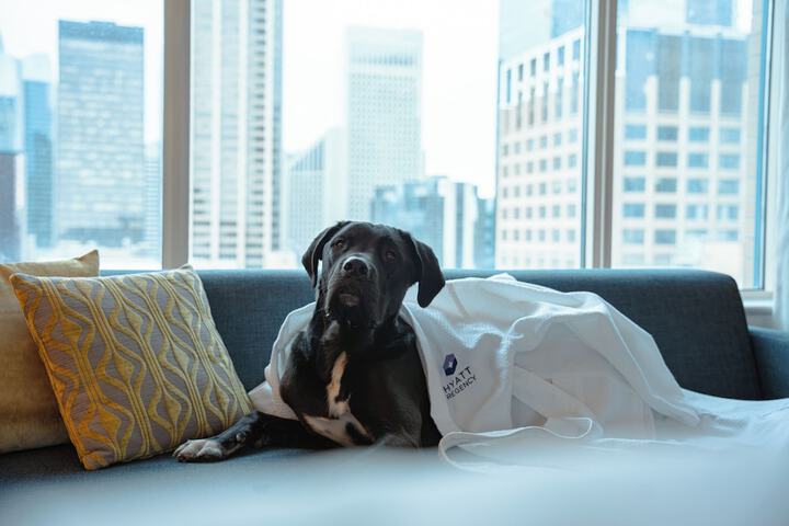 Pet Friendly 50 of 77
