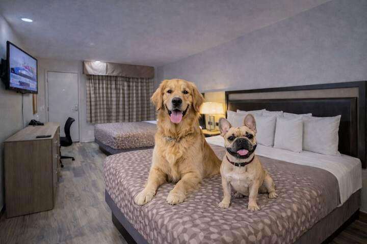 Pet-friendly amenities