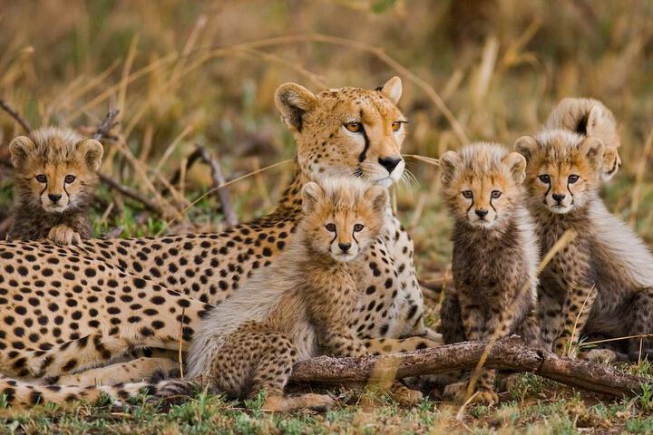 Game viewing