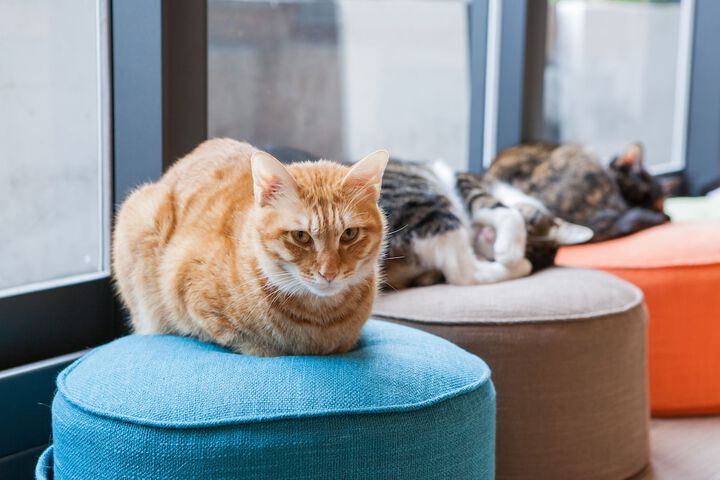Pet Friendly 95 of 139