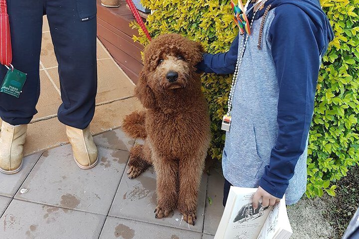 Pet Friendly 31 of 52