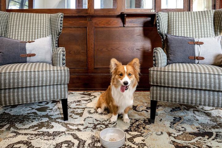Pet-friendly