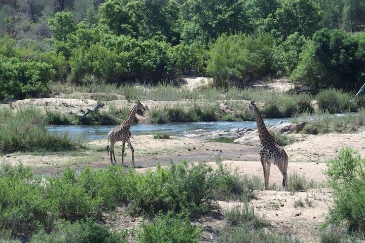 Game viewing