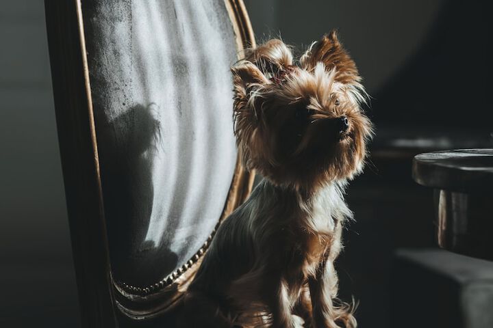Pet Friendly 80 of 120