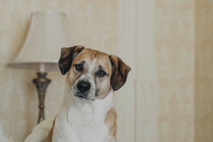 Pet Friendly 32 of 60