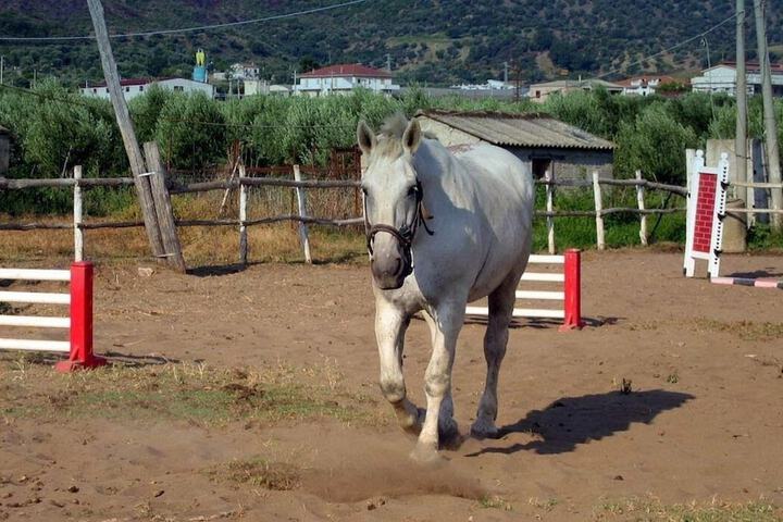 Horseback riding