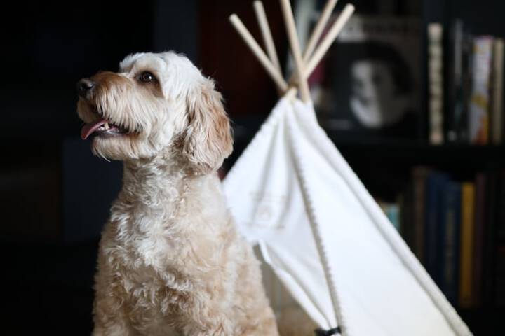 Pet Friendly 79 of 108
