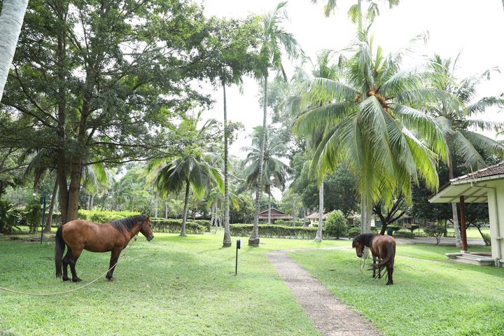 Horse Riding
