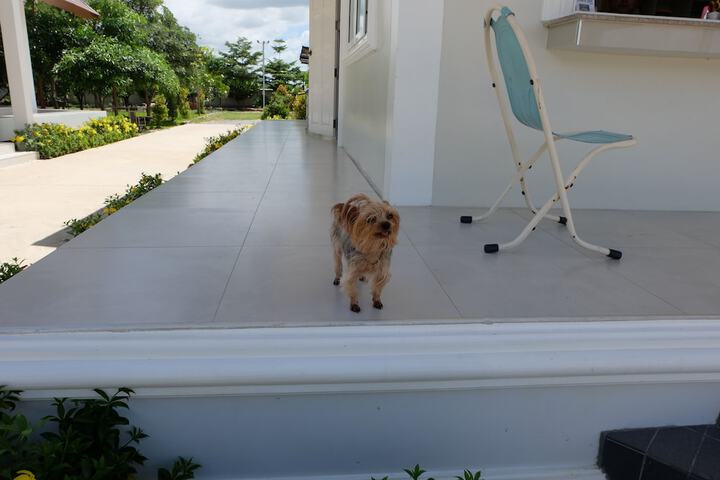 Pet Friendly 24 of 41