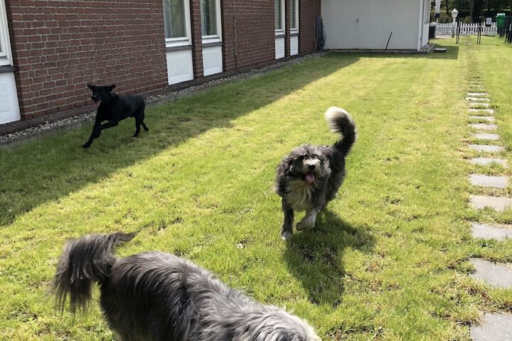 Pet Friendly 17 of 46