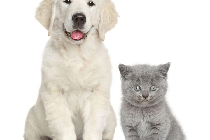 Pet-friendly