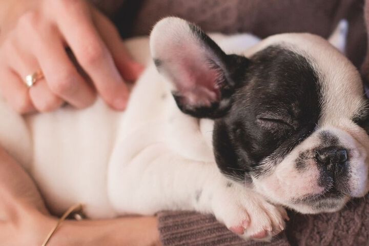 Pet Friendly 53 of 79