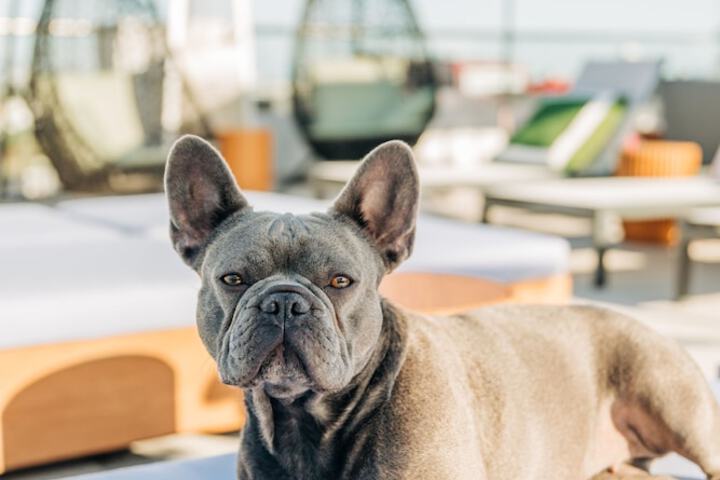 Pet Friendly 70 of 88