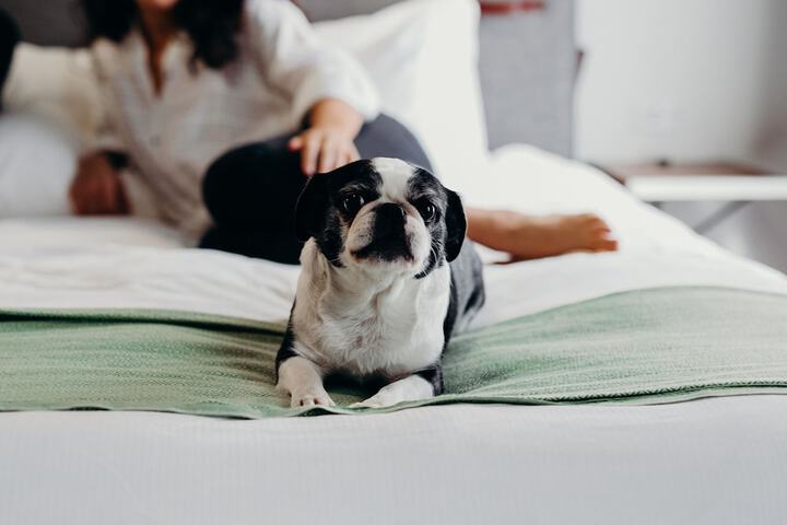 Pet-friendly