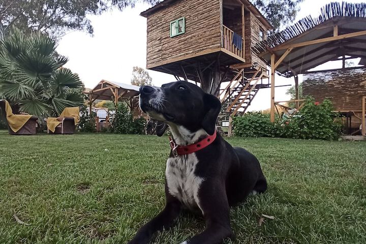 Pet Friendly 78 of 95