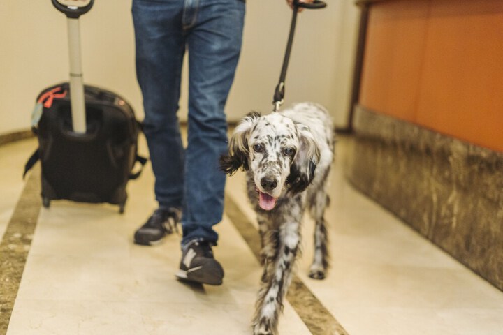 Pet Friendly 83 of 99
