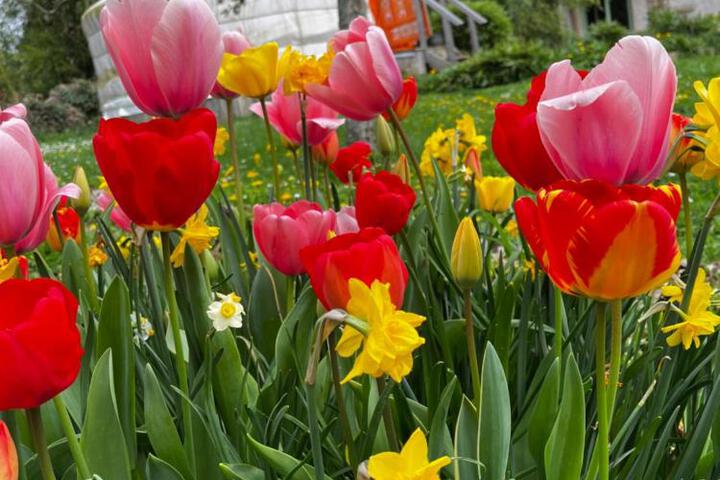 General 10 of 21