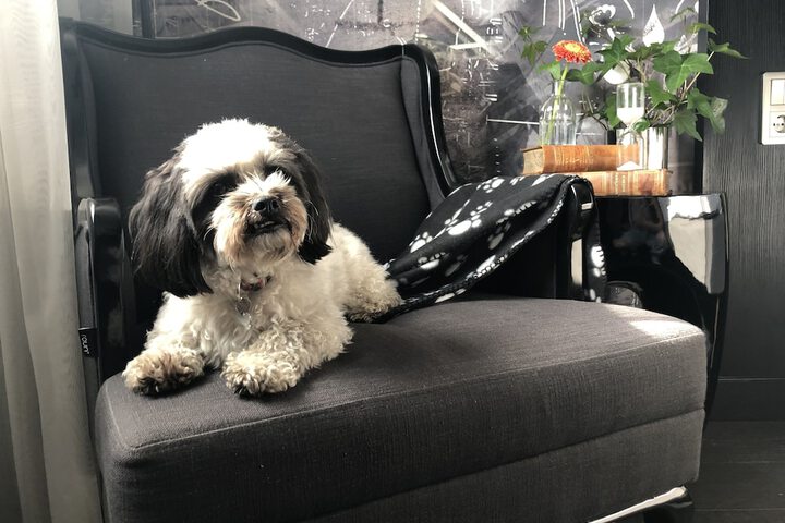 Pet Friendly 110 of 317