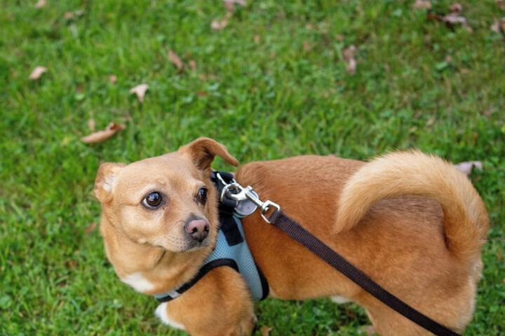 Pet Friendly 97 of 110